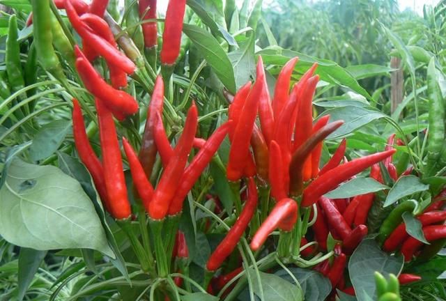 种植的辣椒如果吃不完可以做什么？图5