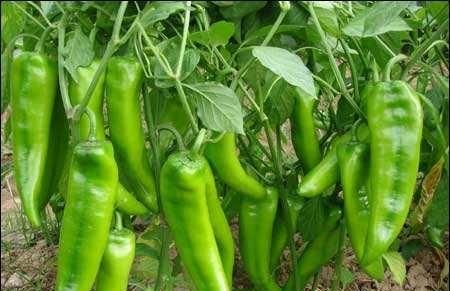 种植的辣椒如果吃不完可以做什么？图6
