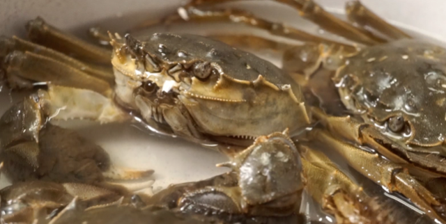 活螃蟹最忌直接放冰箱保存，和养殖户学一招，一周还鲜活，不掉肉