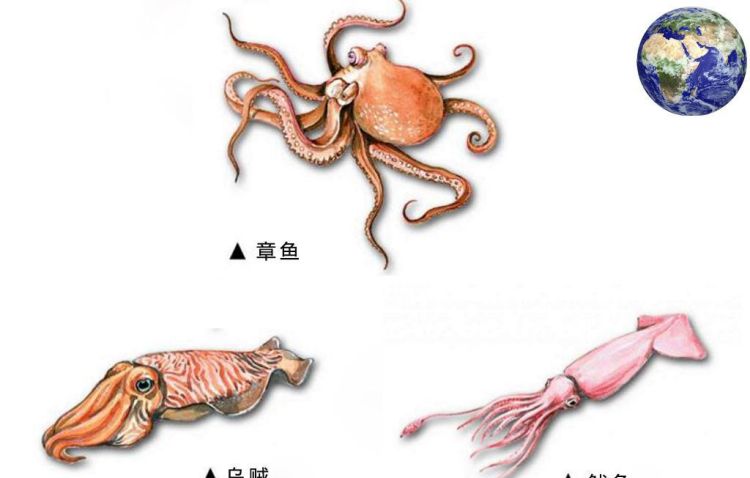 乌贼和章鱼的区别，哪个更好吃？图1