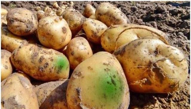 土豆表皮变绿后真的带毒素吗？人吃了有害吗？土豆怎样吃最安全？