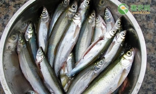 今日刀鱼价格多少钱一斤？刀鱼和带鱼有什么区别？