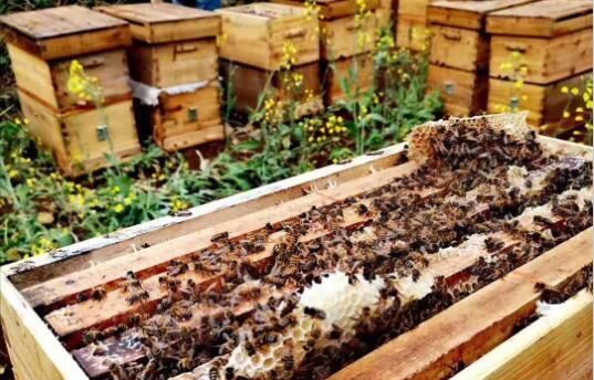 蜂王浆与土蜂蜜的区别?蜂王浆比蜂蜜营养价值高吗?