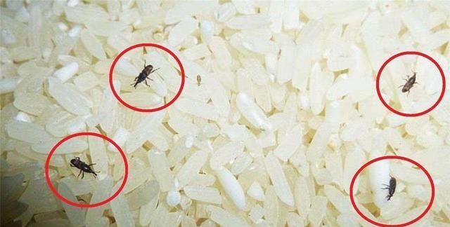 密封包装的大米，为何会凭空出现黑色虫子？大米生虫还能吃吗