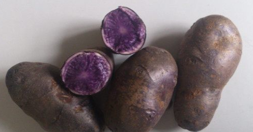 紫色土豆是转基因的吗？图1