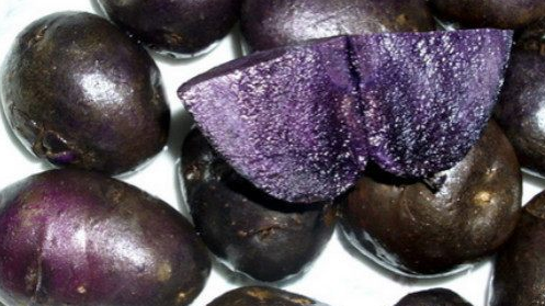 紫色土豆是转基因的吗？图2