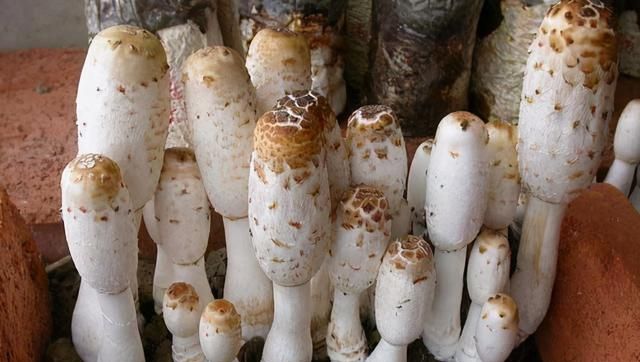 鸡腿菇，世卫组织确认的珍稀食用菌，生活中经常能吃到