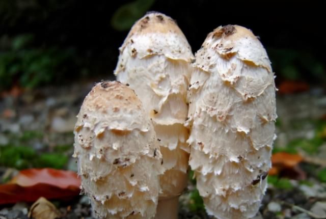 鸡腿菇，世卫组织确认的珍稀食用菌，生活中经常能吃到