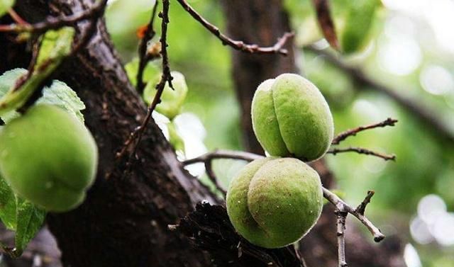唐三镜林如叶分享：家庭自制青杏酿制方法、杏酒的功效与作用