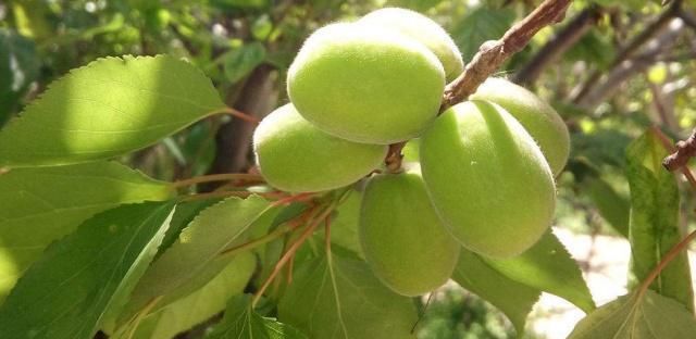 唐三镜林如叶分享：家庭自制青杏酿制方法、杏酒的功效与作用