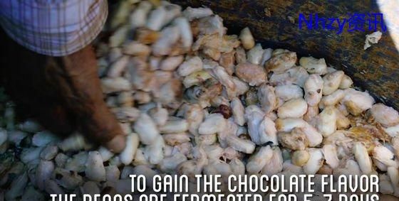 新鲜可可豆怎么做成巧克力？图5