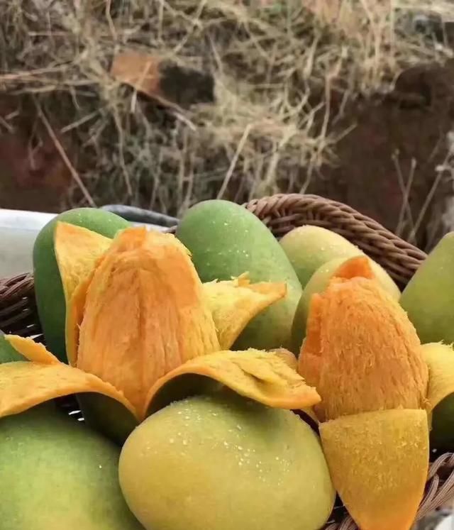 芒果自然催熟方法和芒果能放冰箱吗