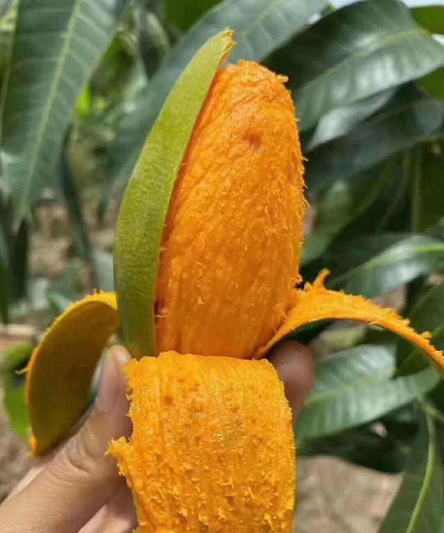 芒果自然催熟方法和芒果能放冰箱吗