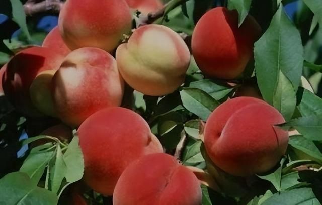 夏天吃桃有好处，糖尿病人可以吃吗？建议：这4种或许能放心吃