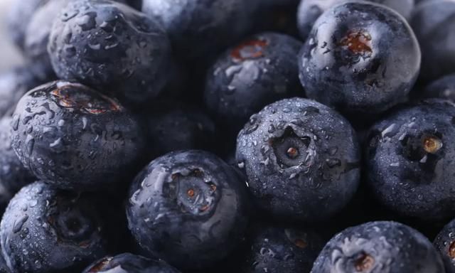 蓝莓丨春季的“高端水果”熟了！你品尝了吗？