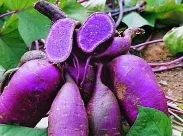 紫薯是转基因食物吗图2