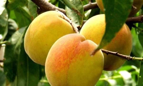 桃子哪些品种好吃？几月份成熟上市？桃子好吃品种大全