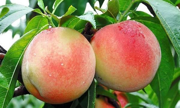 桃子哪些品种好吃？几月份成熟上市？桃子好吃品种大全