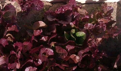 紫叶生菜用这个方法种，叶片长到盘子大，比盆景好看百倍！