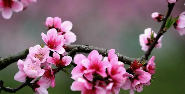 中国农历月份雅称—三月“桃月”