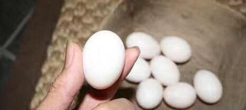 鸽子蛋怎么吃最营养