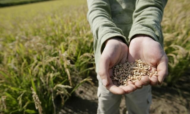 米糠是什么？有什么营养价值？米糠的饲喂比例和注意事项有哪些？