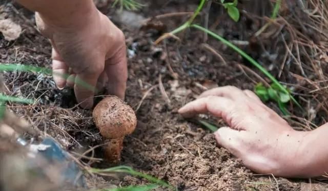 收藏！史上最全的松茸保存方法，其它蘑菇也适用！
