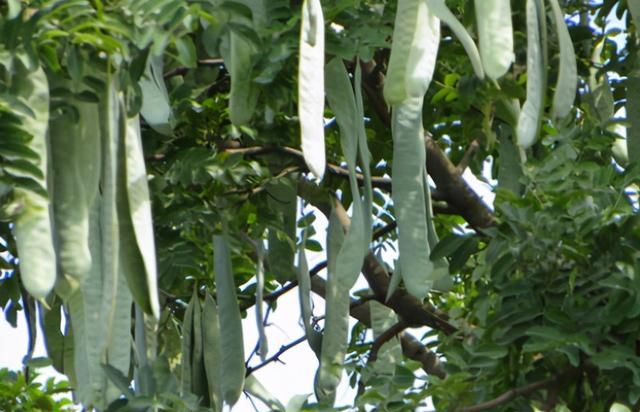 人称“雪莲子”，长在十几米高大树上，1斤200元，少有人种植