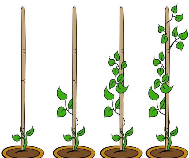 植物的生长方向，地磁场、离子的分布、生长素和CRY蛋白。