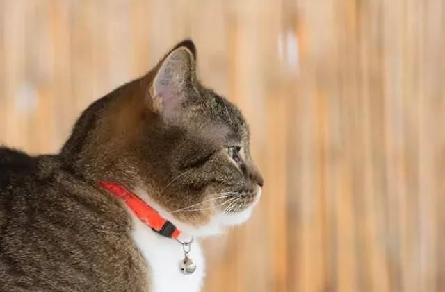 铃铛项圈对猫的听力真的有害吗？
