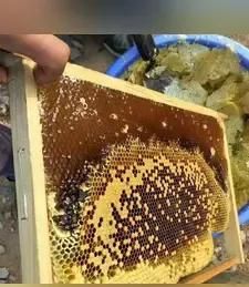 什么是蜂蜡