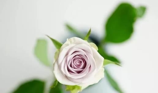 紫色玫瑰花都有哪些品种 花语是什么 （识花）