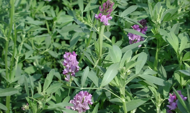 牧草营养之最—紫花苜蓿，饲养价值高，可青饲，青贮，制作干草