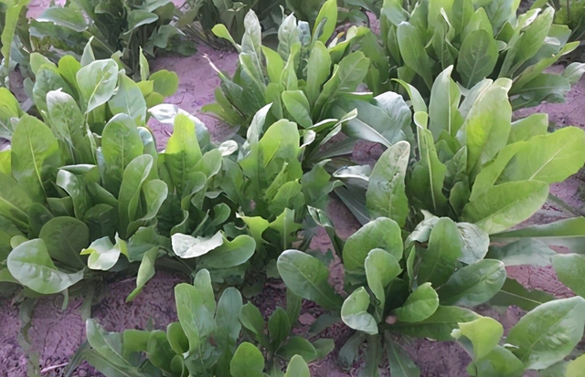哪种牧草适口性好、产量高？菊苣安全可靠，营养好，能割10-15年