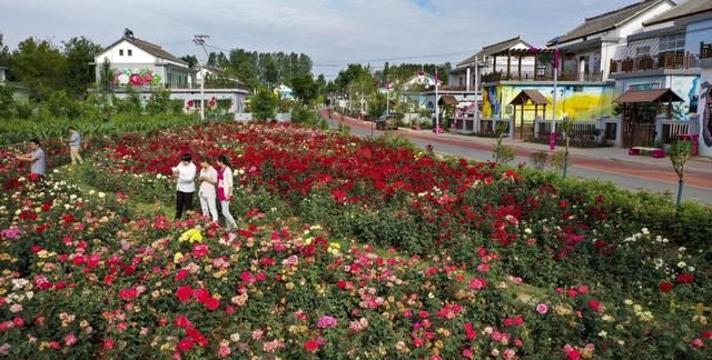 陕西洛南：铺满鲜花的玫瑰小镇，人均收入8000元实现整体脱贫