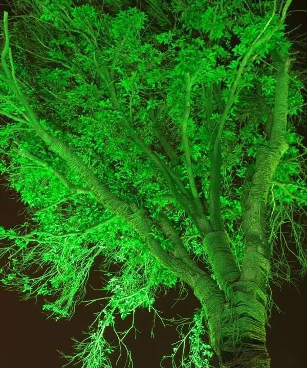 大自然非常的“神奇”，关于这17个“树”的知识，你知道多少个？