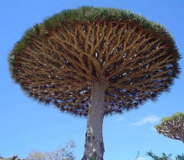 大自然非常的“神奇”，关于这17个“树”的知识，你知道多少个？