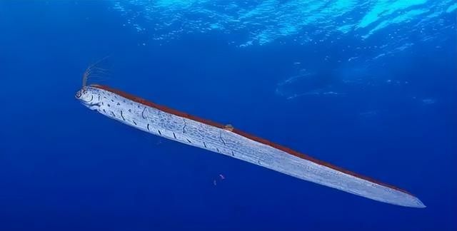 皇带鱼：深海里的神秘巨兽“白龙王”