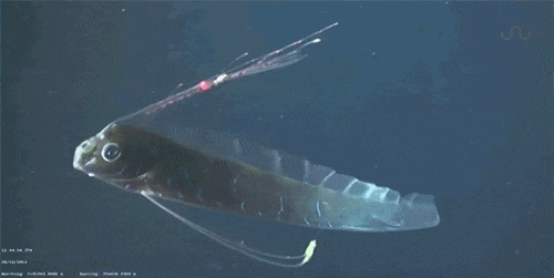 皇带鱼：深海里的神秘巨兽“白龙王”