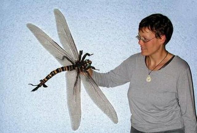 这是有史以来最大的已知昆虫，翼展为 2.5 英尺（75 厘米）