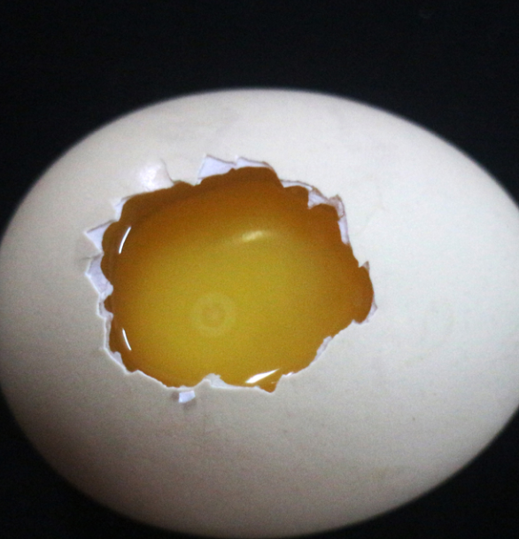 从一只蛋到一只鸡的变化过程