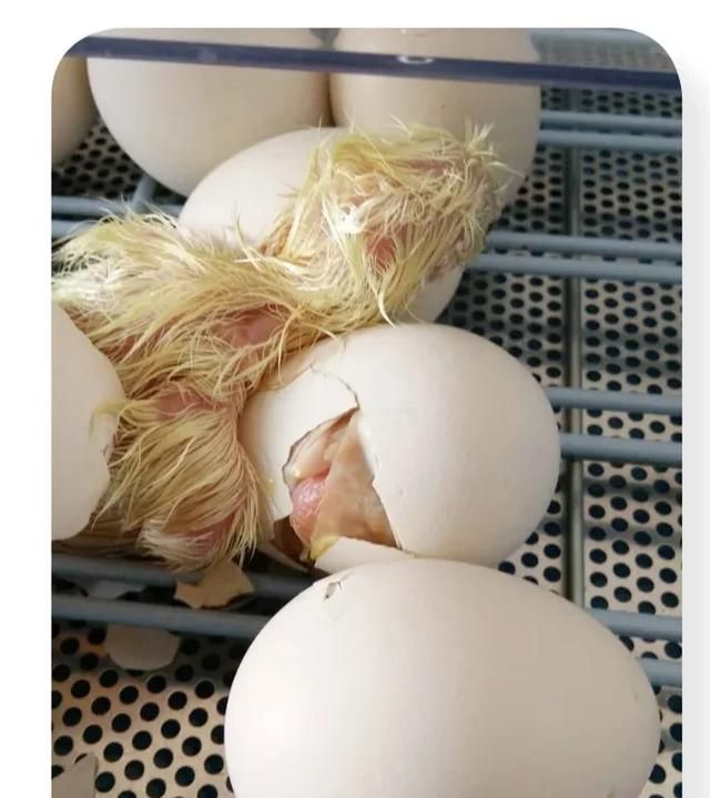 从一只蛋到一只鸡的变化过程
