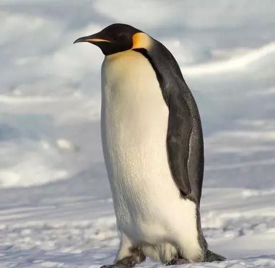 为什么企鹅有翅膀却飞不起来？