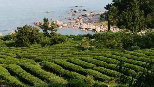 是什么孕育了崂山绿茶的优良品质？