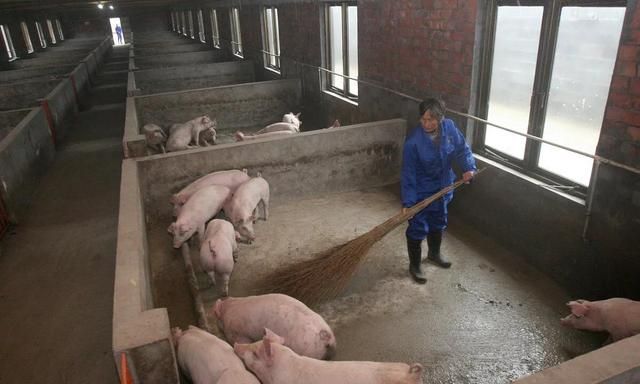 专家说养猪成本为8.5元/斤，事实上有这么贵吗？