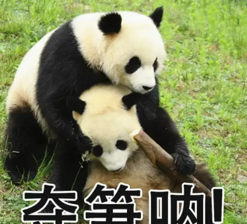 竹子开花就会死？以前还捐款抢救大熊猫呢