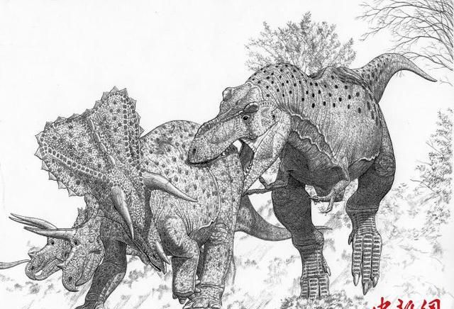 霸王龙是暴龙属唯一物种吗？最新研究提名帝王和女王两种暴龙
