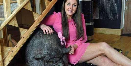 夫妻俩花3400元买两条迷你猪，3年后变成300斤的庞然大物