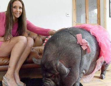 夫妻俩花3400元买两条迷你猪，3年后变成300斤的庞然大物