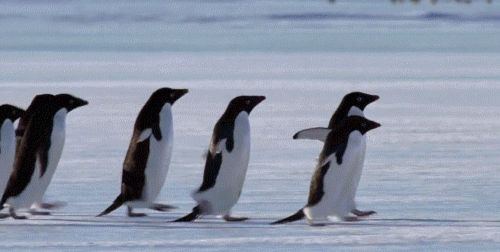 走路不稳也就算了，为什么企鹅还老是摇头？